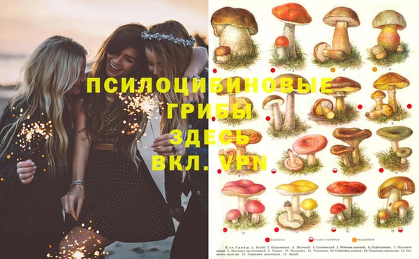 шишки Алзамай